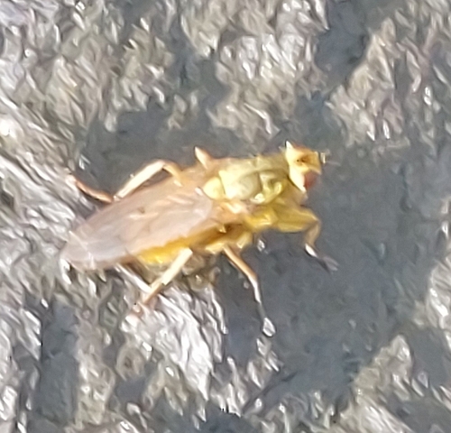 Golden Dung Fly