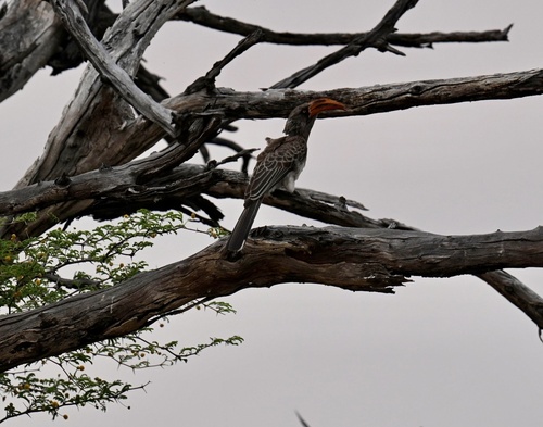 Bradfield's Hornbill