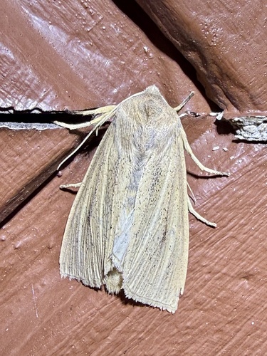 Large Wainscot Moth