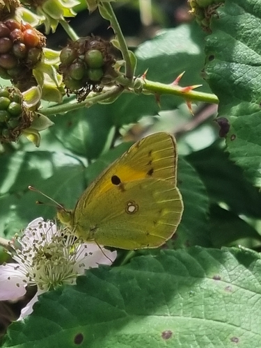 Clouded Yellow