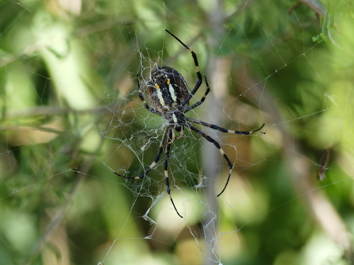Wasp Spider