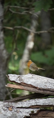 European Robin