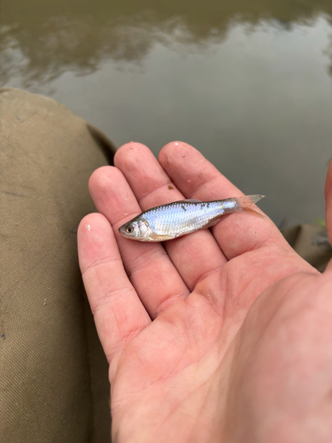 Red Shiner