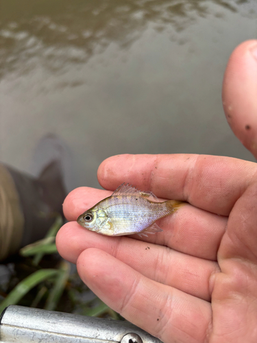 Bluegill