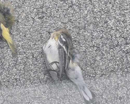 Yellow-rumped Warbler