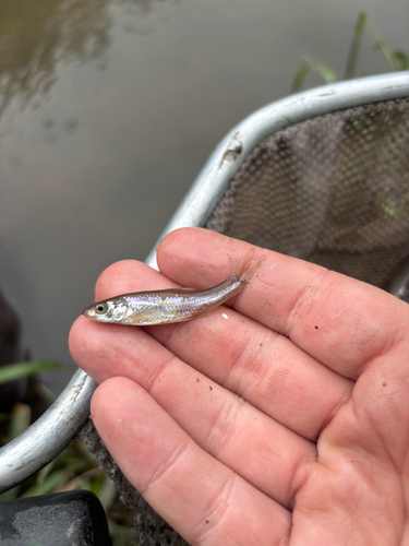 Bigmouth Shiner