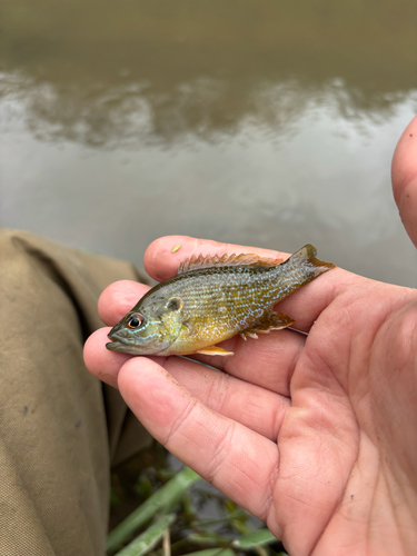 Green Sunfish