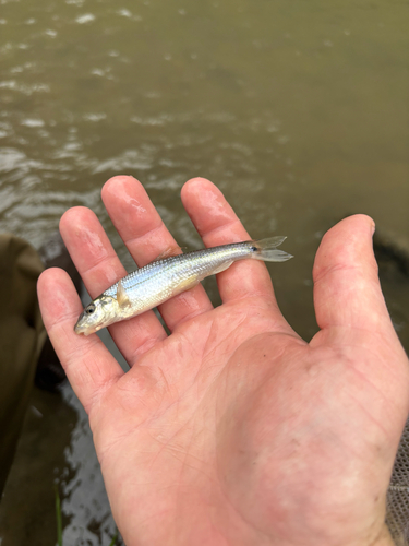 Suckermouth Minnow