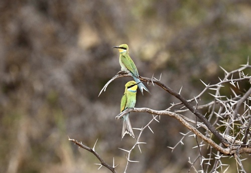 Swallow-tailed Bee-eater