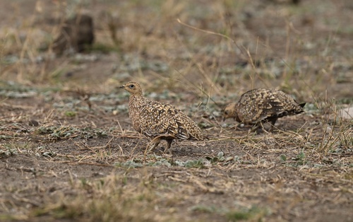 Burchell's Sandgrouse