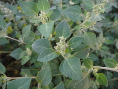 Chenopodium vulvaria