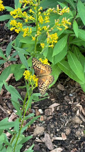 Variegated Fritillary