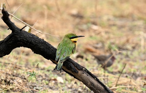 Little Bee-eater