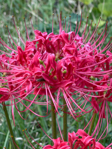 red spider lily