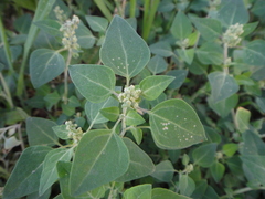 Chenopodium vulvaria
