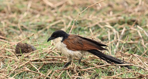Coppery-tailed Coucal