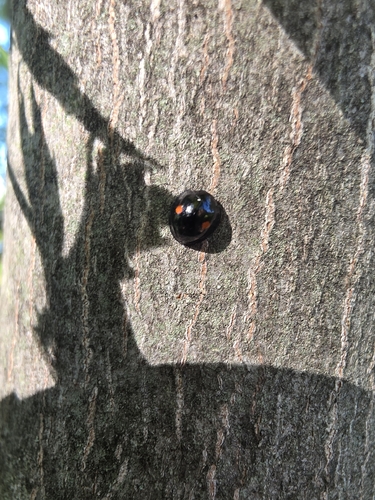 Twice-stabbed Lady Beetle