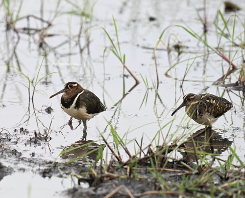 Greater Painted-Snipe