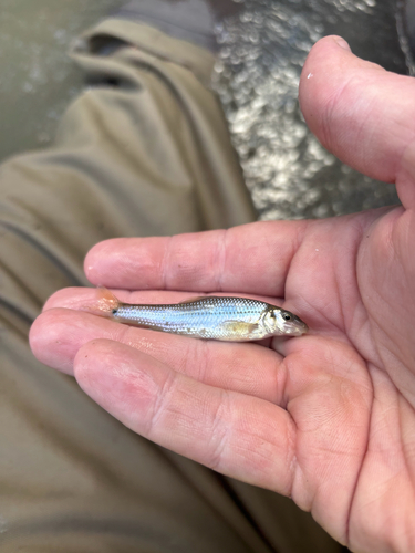 Suckermouth Minnow