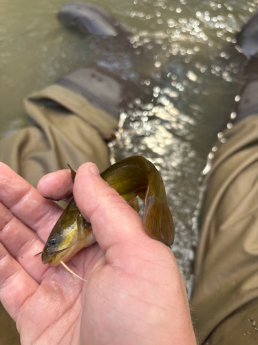 Yellow Bullhead