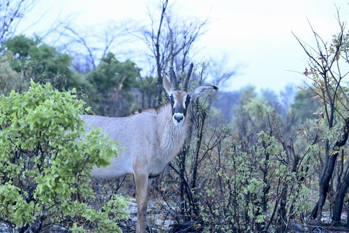 Roan Antelope