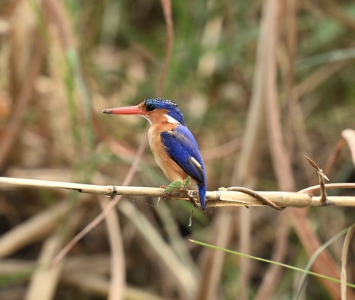 Malachite Kingfisher