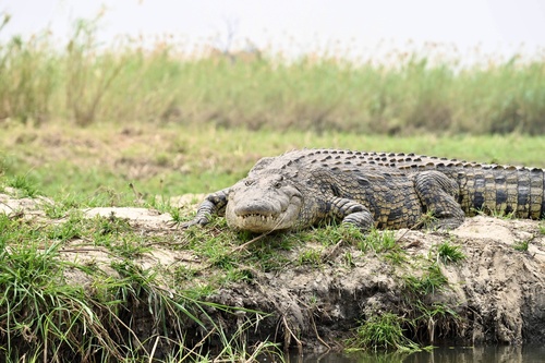 Nile Crocodile