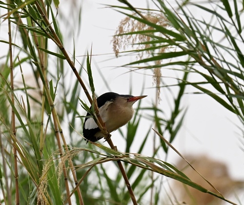 Little Bittern