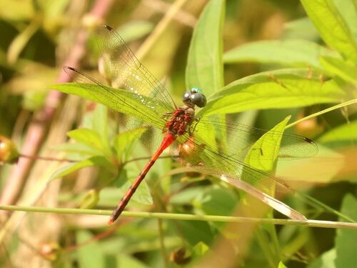 Blue-faced Meadowhawk