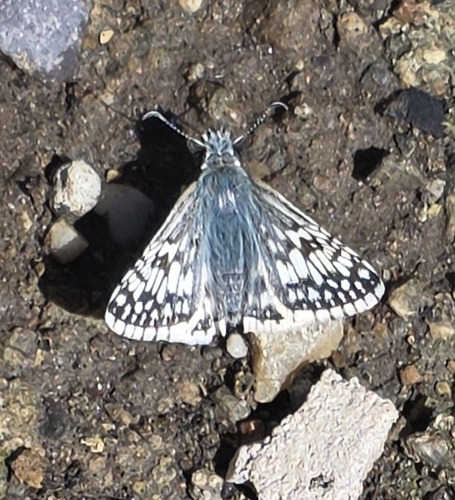 Common Checkered-Skipper