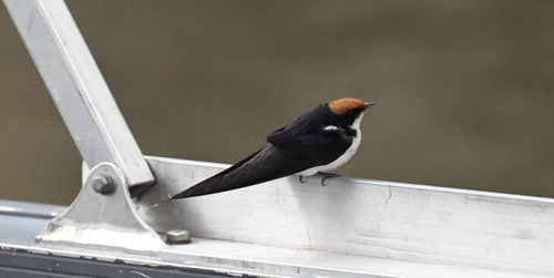Wire-tailed Swallow