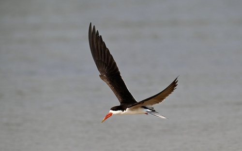 African Skimmer
