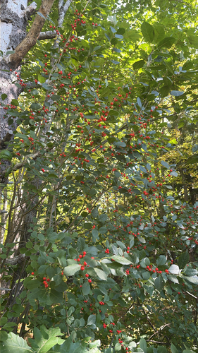 winterberry holly
