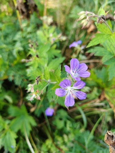 Geranium sylvaticum, photograph 2