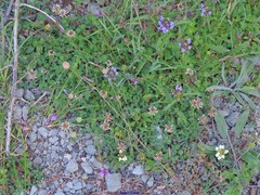 Pilosella castellana