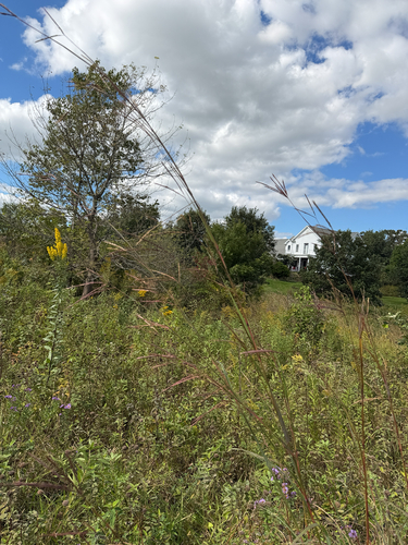 big bluestem