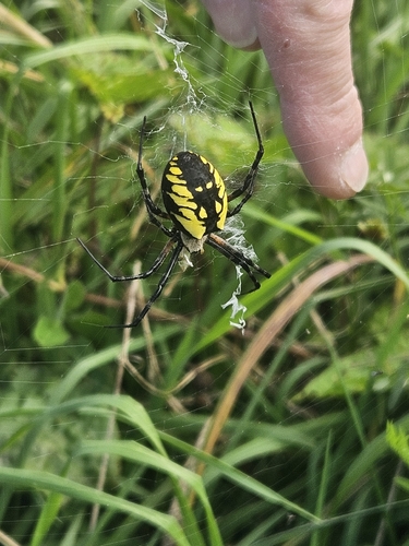 Yellow Garden Spider