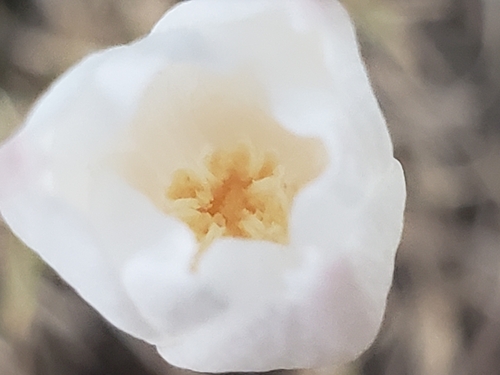 Zephyranthes chlorosolen, photograph 4