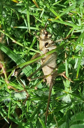 Portuguese Mountain Bush-cricket