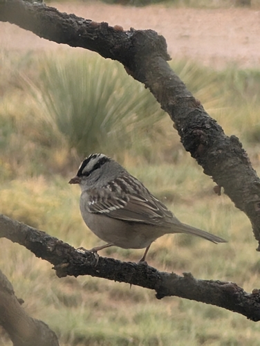 White-crowned Sparrow