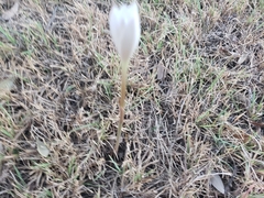 Zephyranthes chlorosolen, photograph (c) Kane Sandoval, some rights reserved (CC BY)