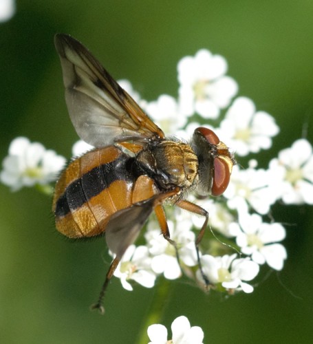 Ectophasia crassipennis nuotrauka