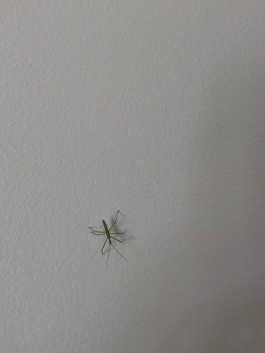 Pale Green Assassin Bug