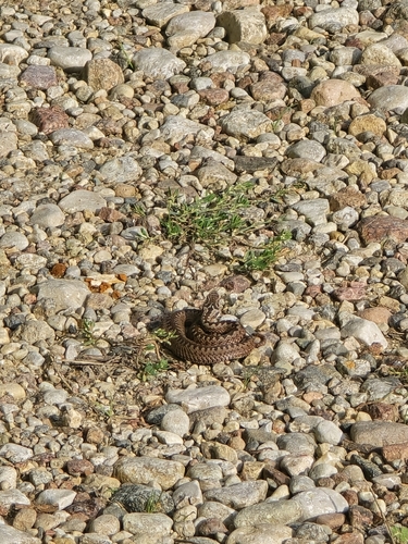 Adder