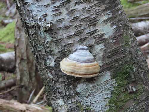 Hoof Fungus