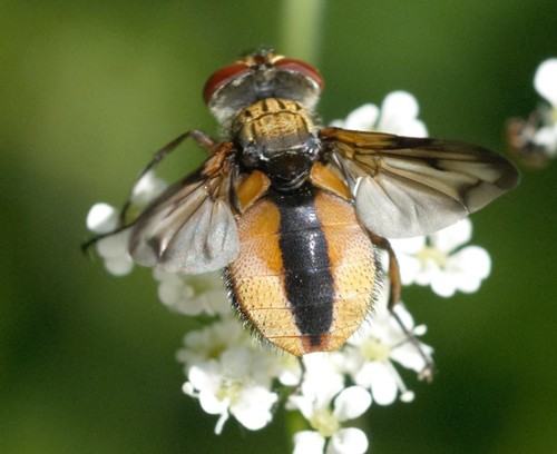 Ectophasia crassipennis nuotrauka