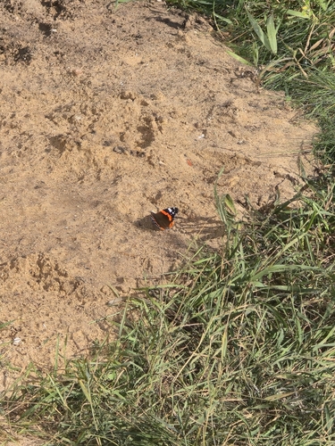 Red Admiral