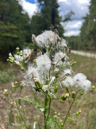 American burnweed