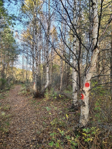 Betula pubescens, photograph 3