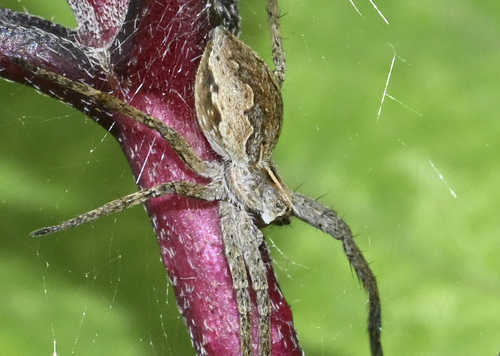 European Nursery Web spider